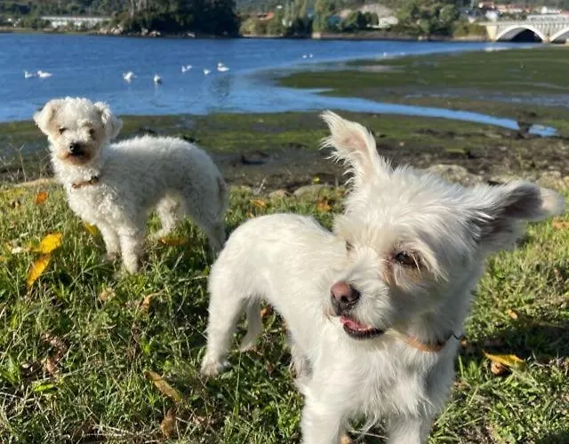 Lolaredondela Lägenhet *